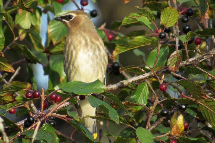 Annapolis Royal, NS - Sep. 29, 2019 - juvenile